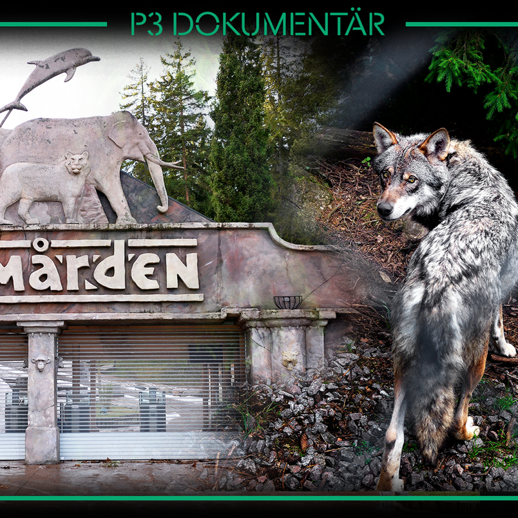 cover art for Vargolyckan på Kolmården