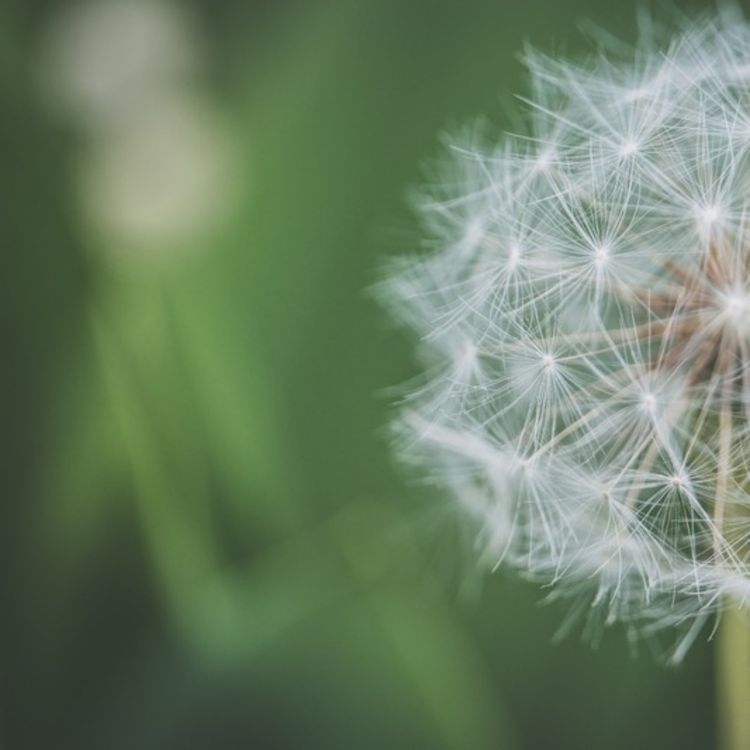 cover art for New World