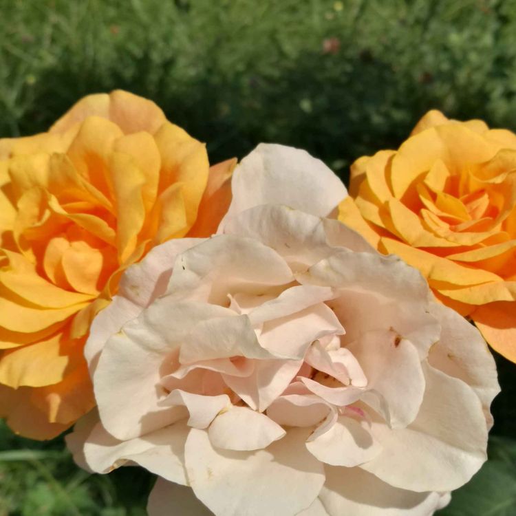 cover art for Blossoms