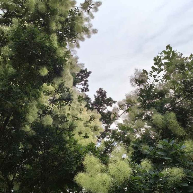cover art for The Green Can Be
