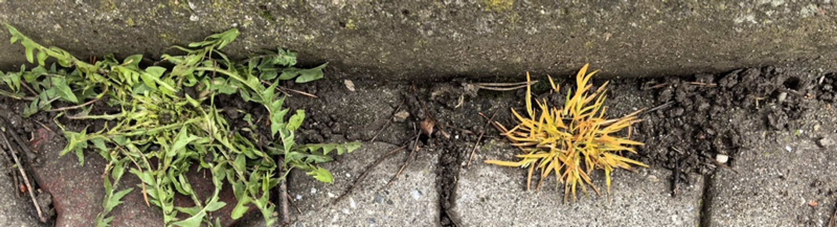 cover art for A Little Bit of Green in Everything