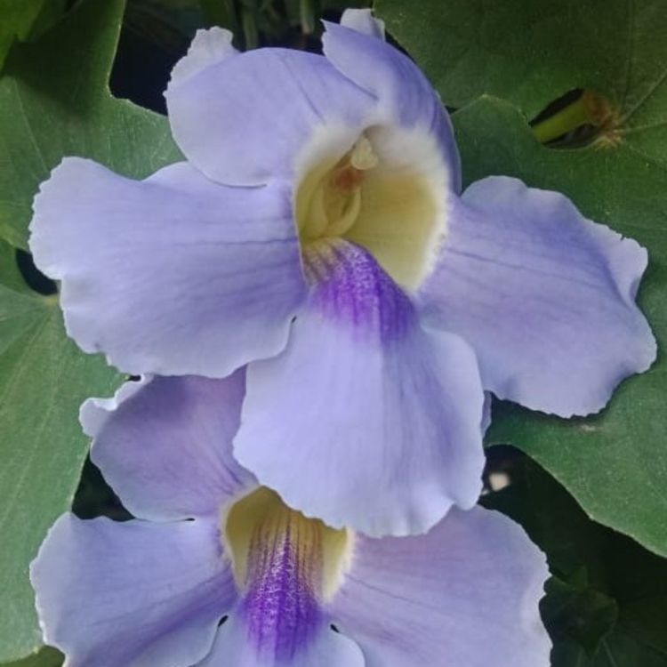 cover art for Episode 2 -Kekasih dan Terkasih