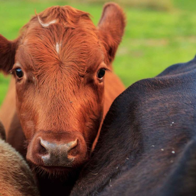 cover art for God dyrehelse lønner seg!