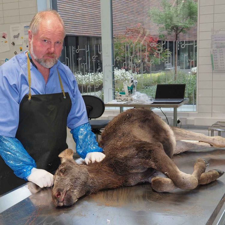 cover art for Overvåker vi helsen til ville dyr godt nok – og hvorfor er det egentlig så viktig?