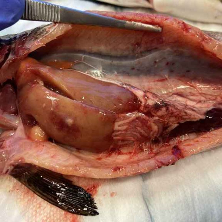 cover art for Piscirickettsiose får varsellampene til å blinke for norsk laks