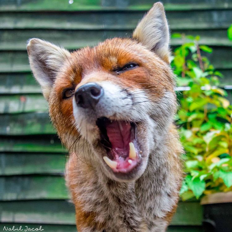 cover art for Fantastic Mr Foxington