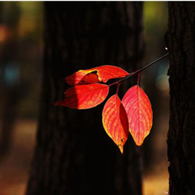 cover art for 送别：一壶浊酒尽余欢，今宵别梦寒