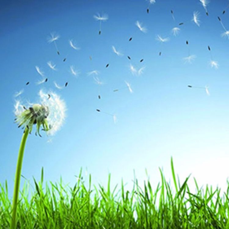 cover art for 友谊如微风- 特里-范宁