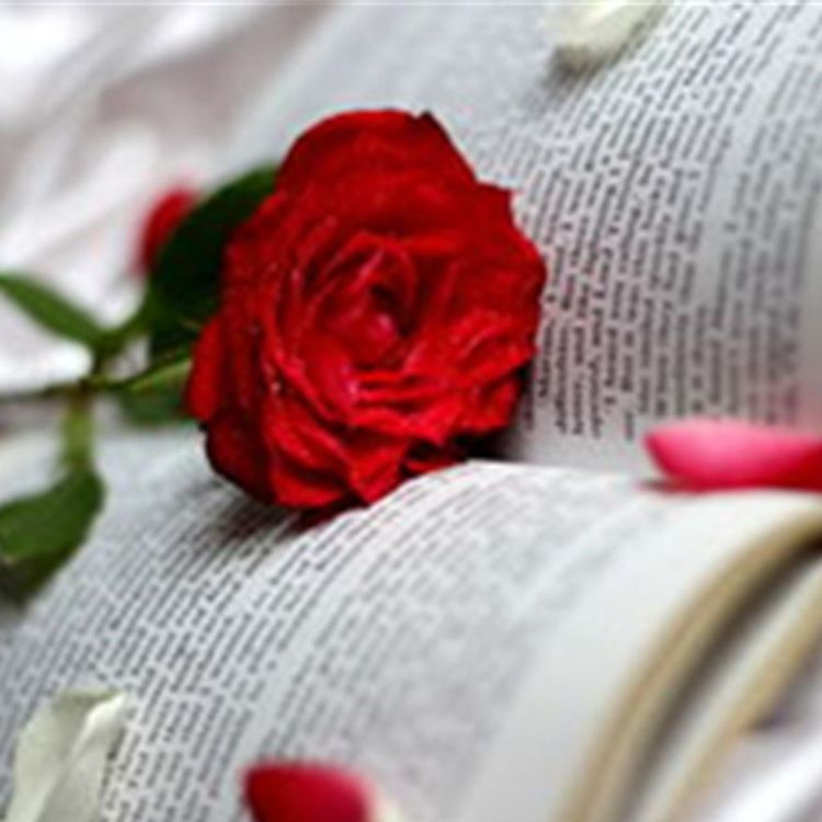 cover art for 夏日最后的玫瑰