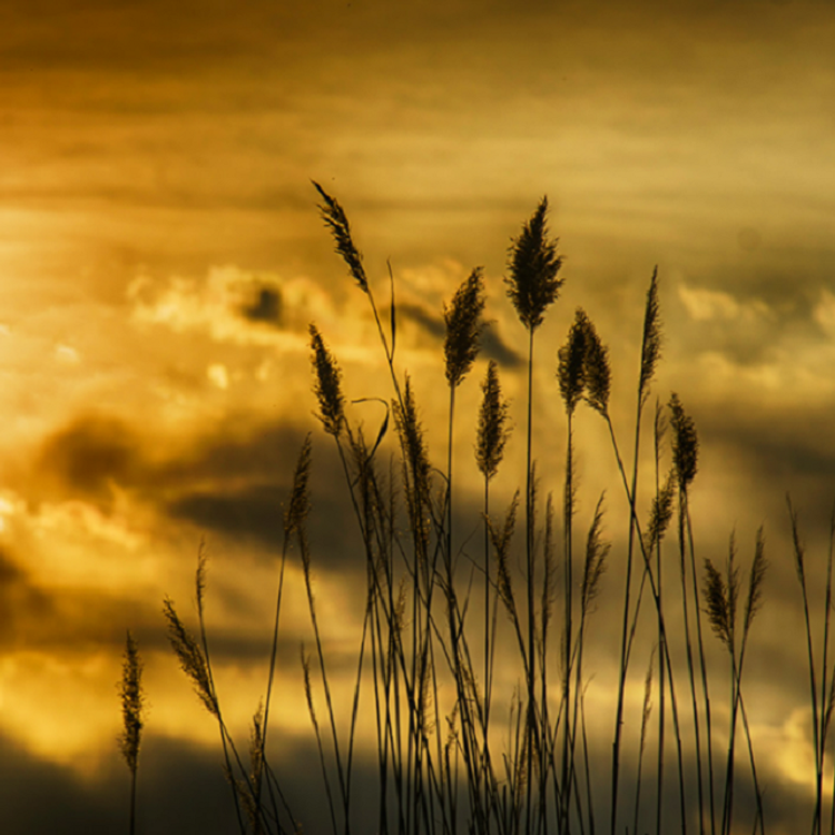 cover art for 艾青：我爱这土地