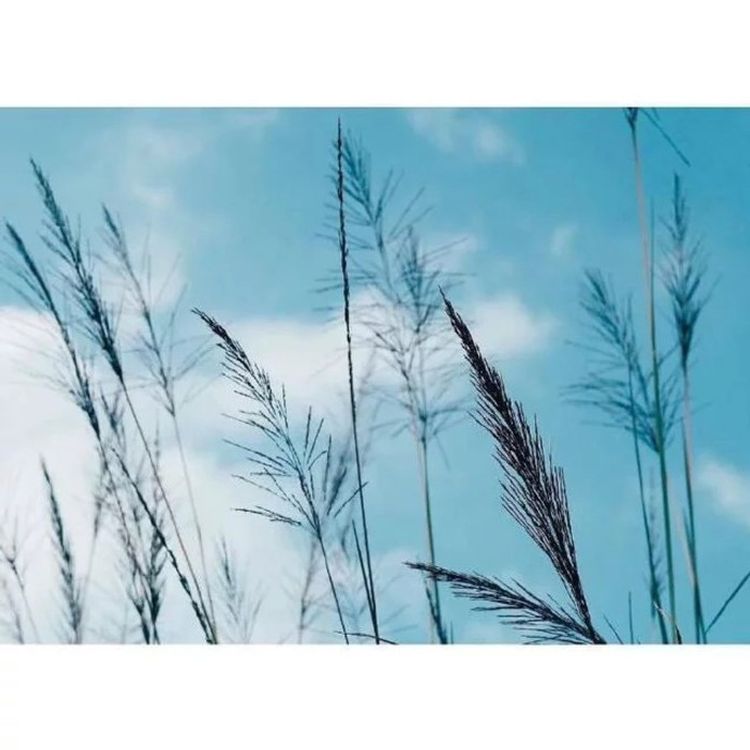 cover art for 洛夫:因为风的缘故