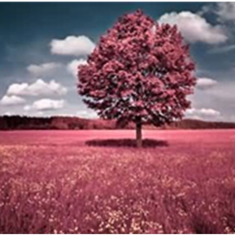 cover art for 席慕容《一棵开花的树》