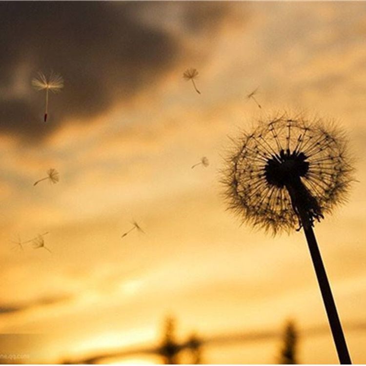 cover art for 顾城：你应该是一场梦，我应该是一阵风