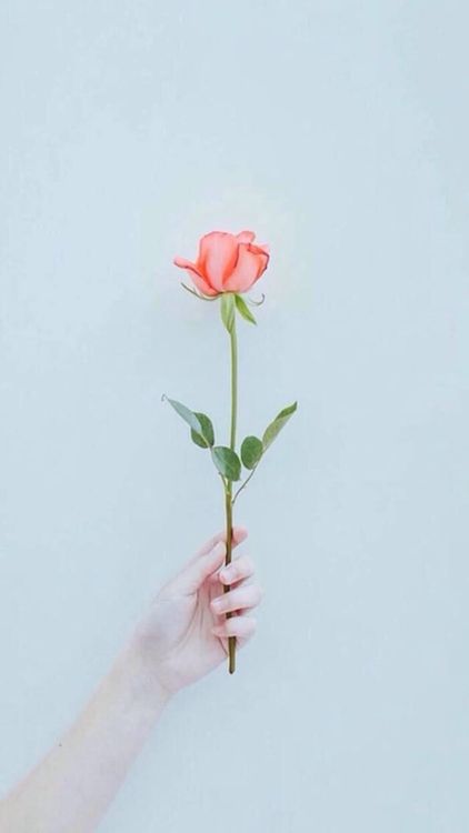 cover art for 爱是长在我们心里的藤蔓