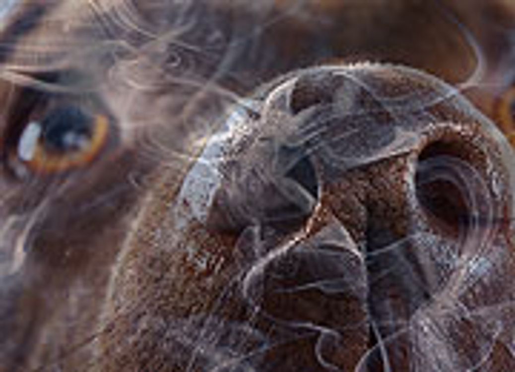 cover art for Air Apparent