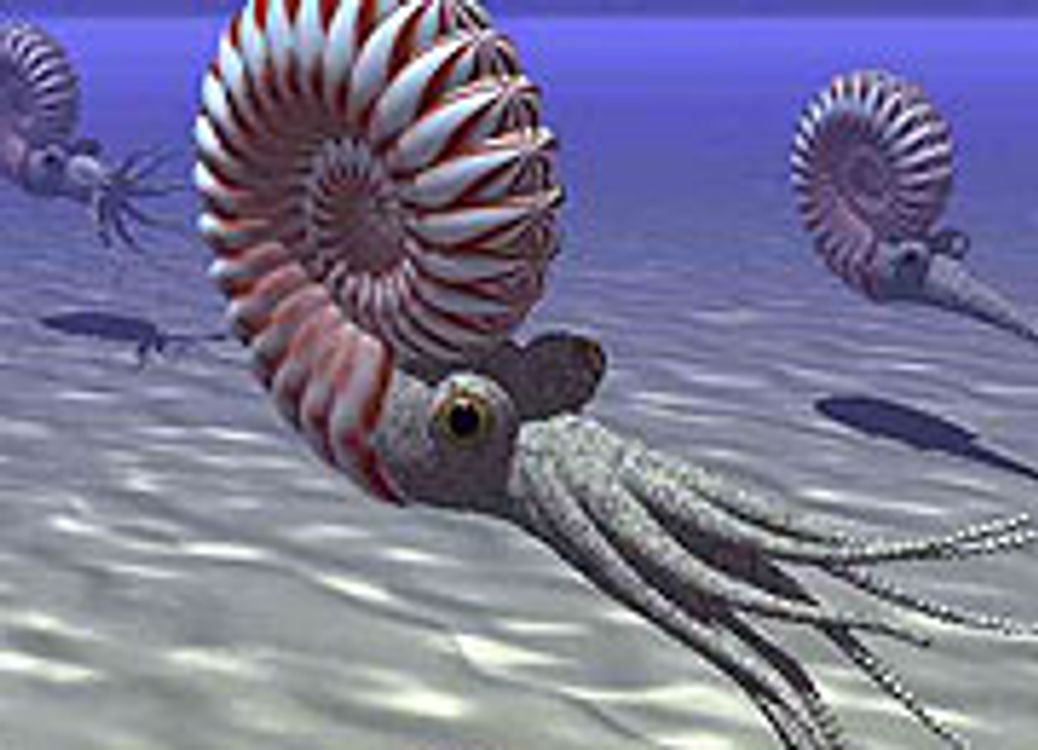 cover art for Shell on Earth