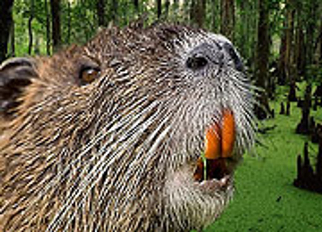 cover art for Creature Discomforts