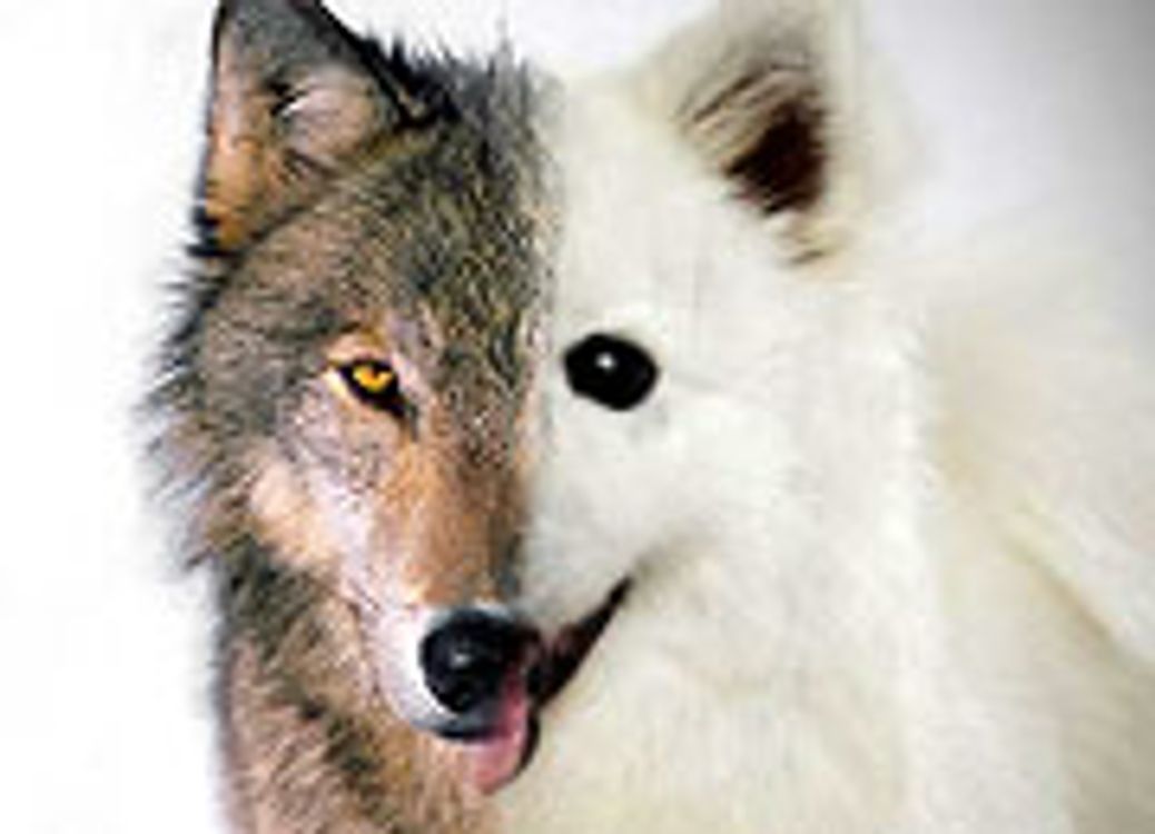 cover art for The Evolution of Evolution