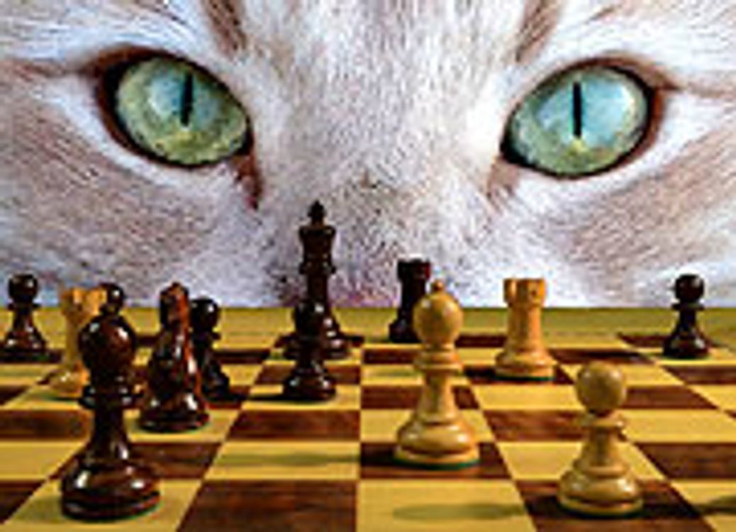 cover art for Are Animals Really That Smart?