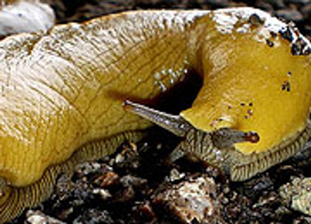 cover art for A Twist of Slime