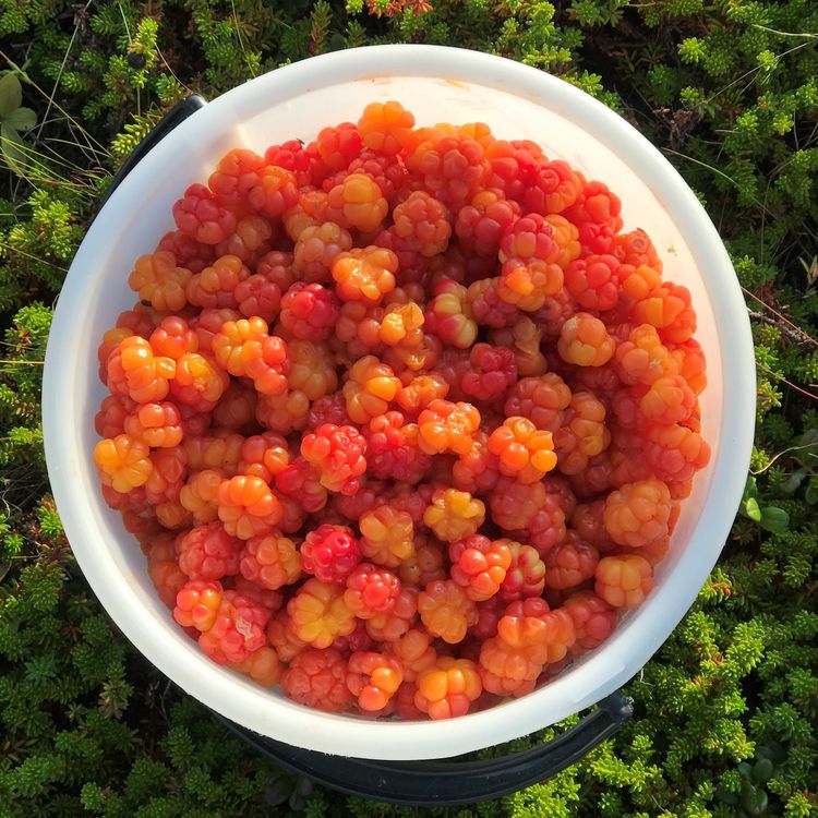 cover art for #6 Ja, vi elsker multer og multebærbjørner