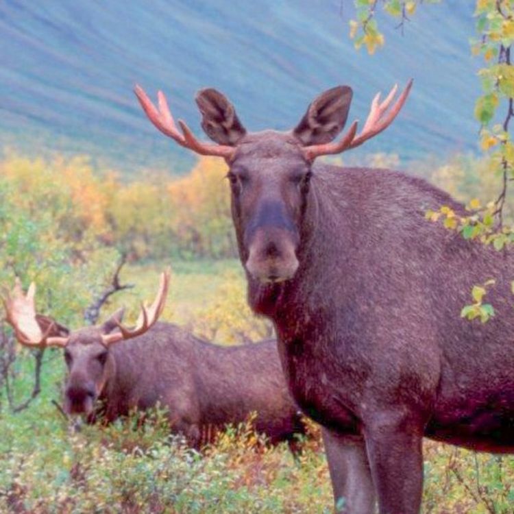 cover art for #9 En elgokse ble felt, mens ei kvige stakk av