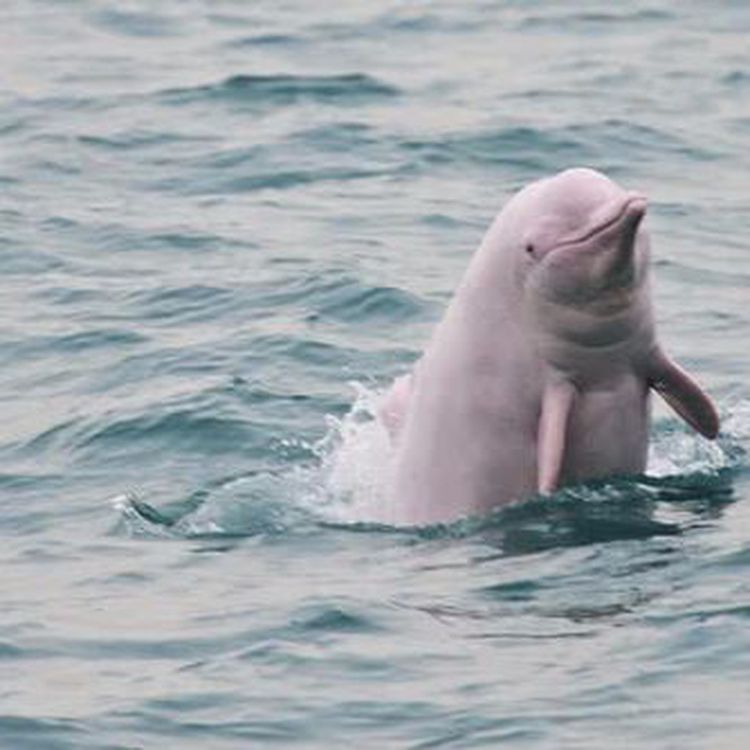 cover art for Tasting menu: Audio highlights from the May 27th 2017 edition