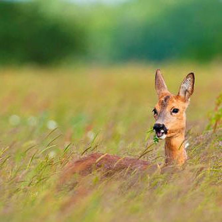 cover art for Tasting menu: Highlights from the June 25th 2016 edition, in audio