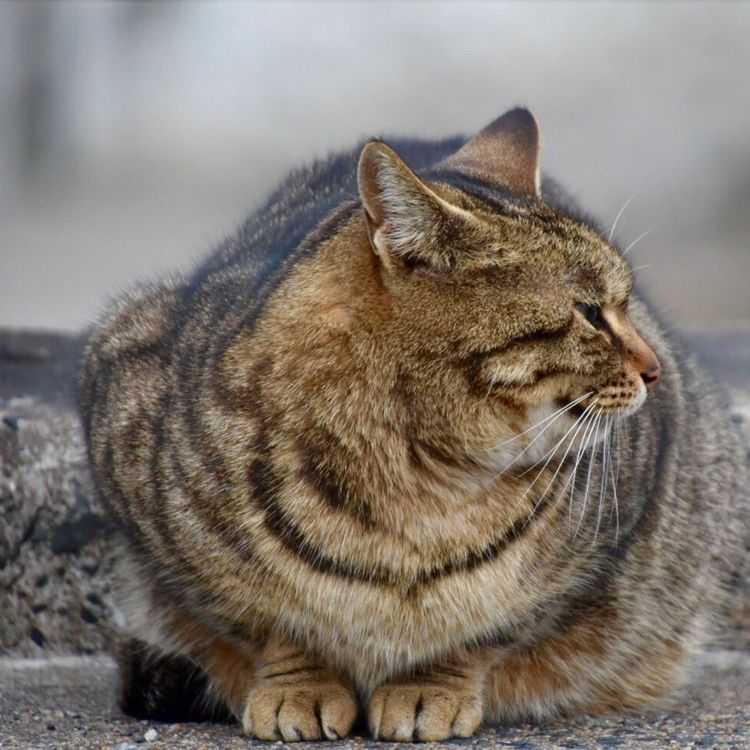 cover art for Tasting menu: Audio highlights from the March 11th 2017 edition