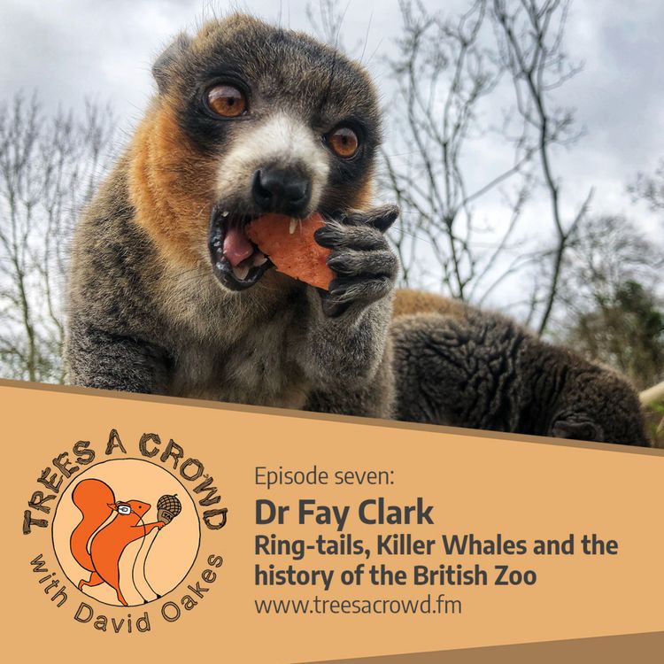 cover art for Dr Fay Clark: Ring-tails, Killer Whales and the history of the British Zoo.