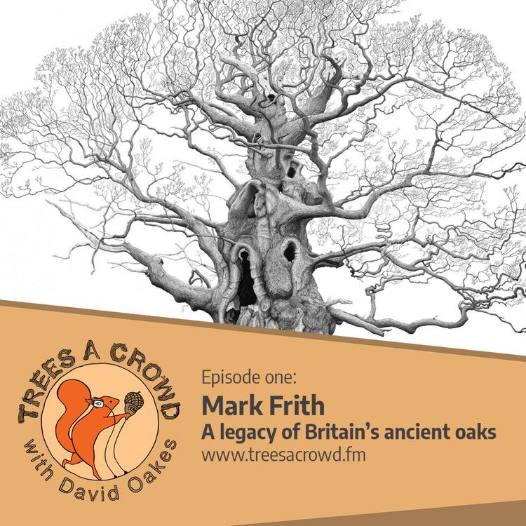 cover art for Mark Frith: a legacy of Britain's ancient oaks