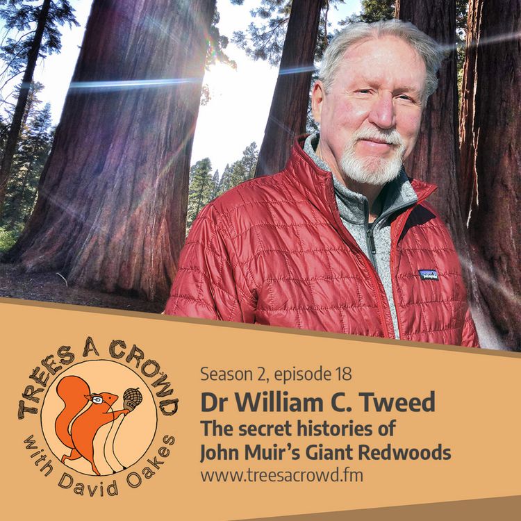 cover art for Dr William C. Tweed: The secret histories of John Muir’s Giant Redwoods