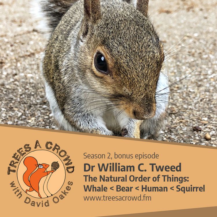 cover art for Dr William C. Tweed: Whale < Bear < Human < Squirrel