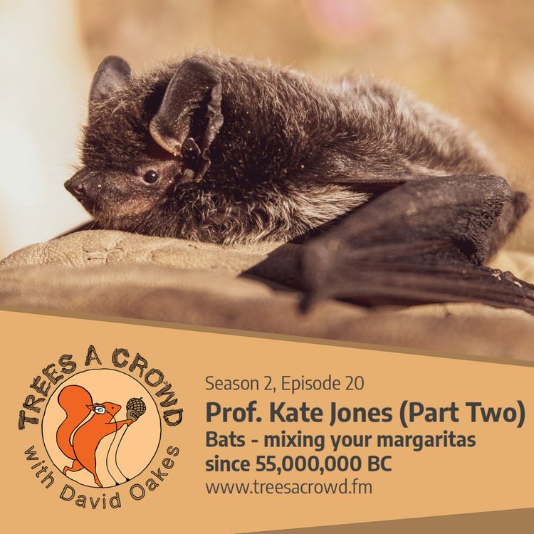 cover art for Prof. Kate Jones (Part Two): Bats - mixing your margaritas since 55,000,000 BC