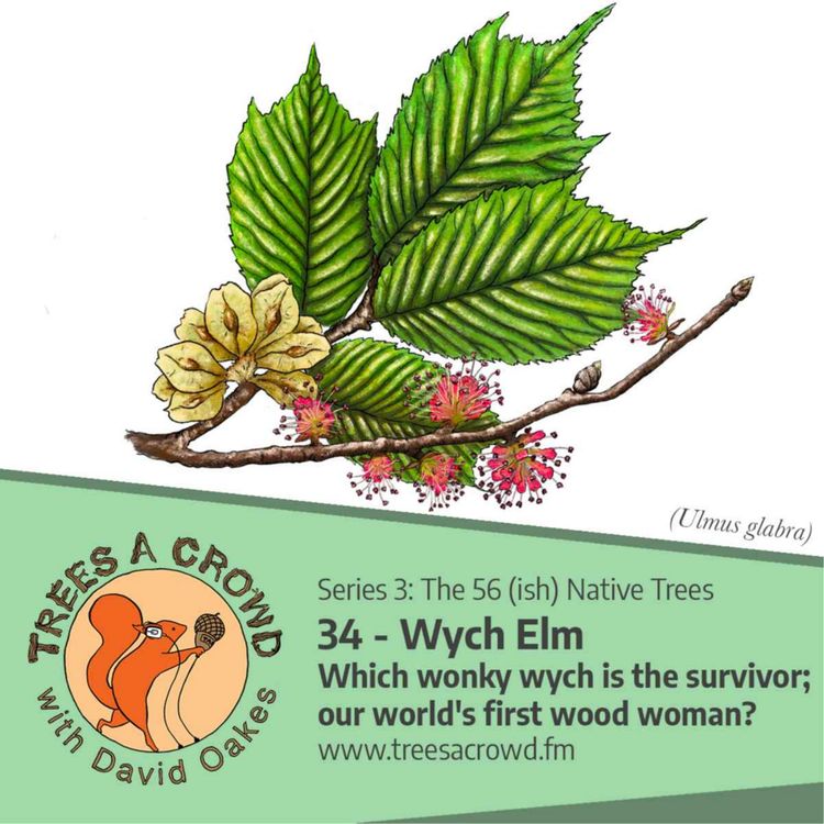 cover art for Wych Elm: Which wonky wych is the survivor; our world's first wood woman?