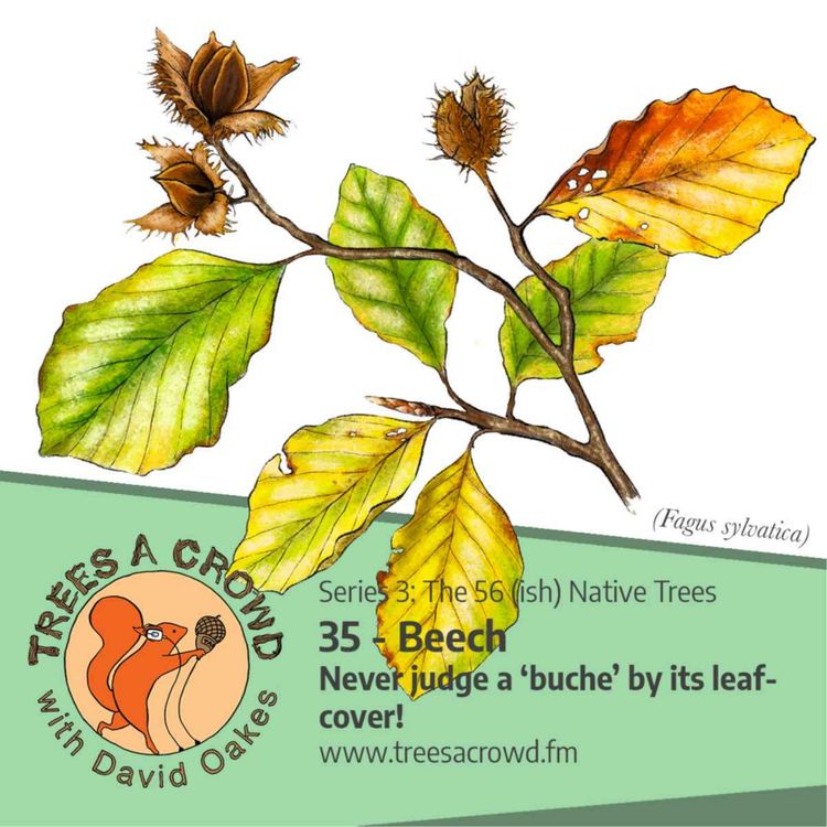 cover art for Beech: Never judge a ‘buche’ by its leaf-cover - (Buchen sollst du suchen-ish!)