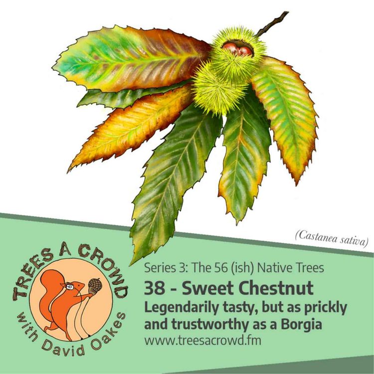 cover art for Sweet Chestnut: Legendarily tasty, but as prickly and trustworthy as a Borgia