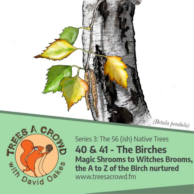 cover art for The Birches: Magic Shrooms to Witches Brooms, the A to Z of the Birch nurtured