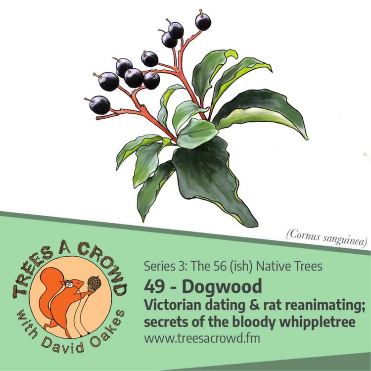 cover art for Dogwood: Victorian dating & rodent reanimating; the secrets of the bloody whippletree