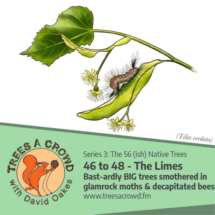 cover art for The Limes: Bast-ardly BIG trees smothered in glamrock moths & decapitated bees
