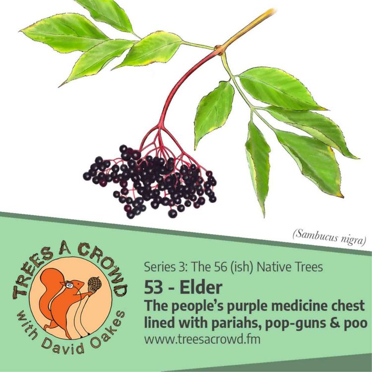 cover art for Elder: The people’s purple medicine chest lined with pariahs, period pop-guns & poo