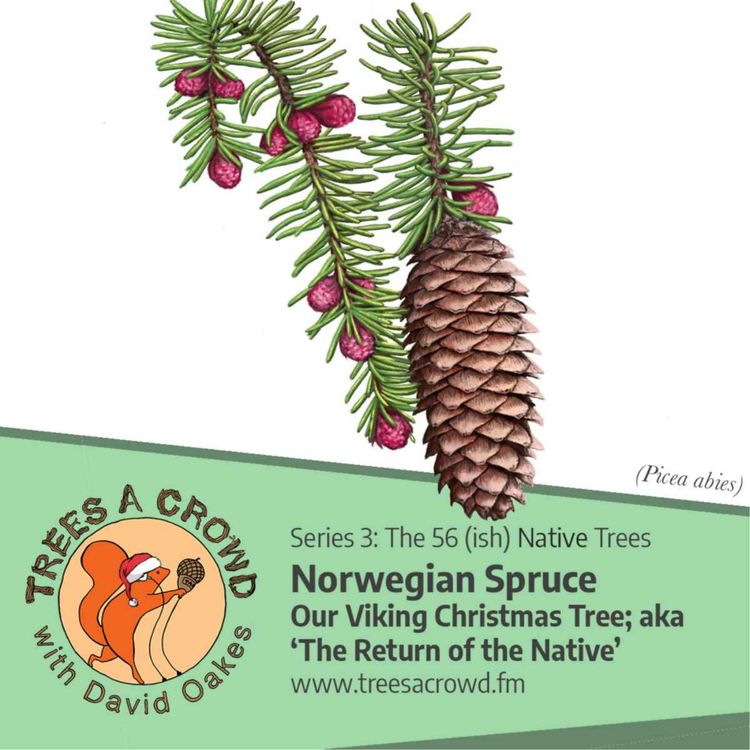 cover art for Norwegian Spruce: Our Viking Christmas Tree; aka ‘The Return of the Native’