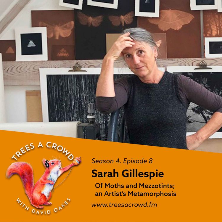 cover art for Sarah Gillespie: Of Moths and Mezzotints - an Artist’s Metamorphosis