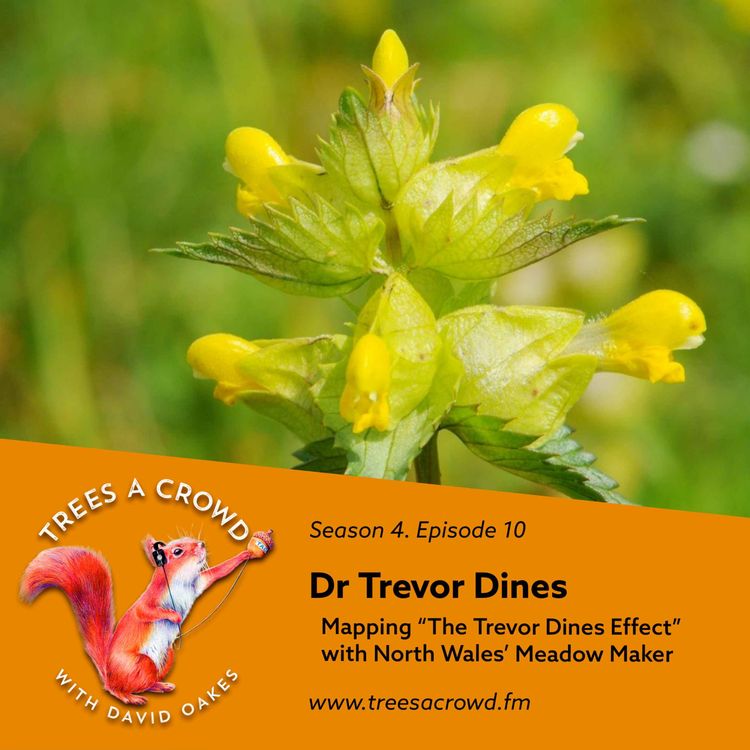 cover art for Dr Trevor Dines (Part Two): Mapping “The Trevor Dines Effect” with North Wales’ Meadow Maker