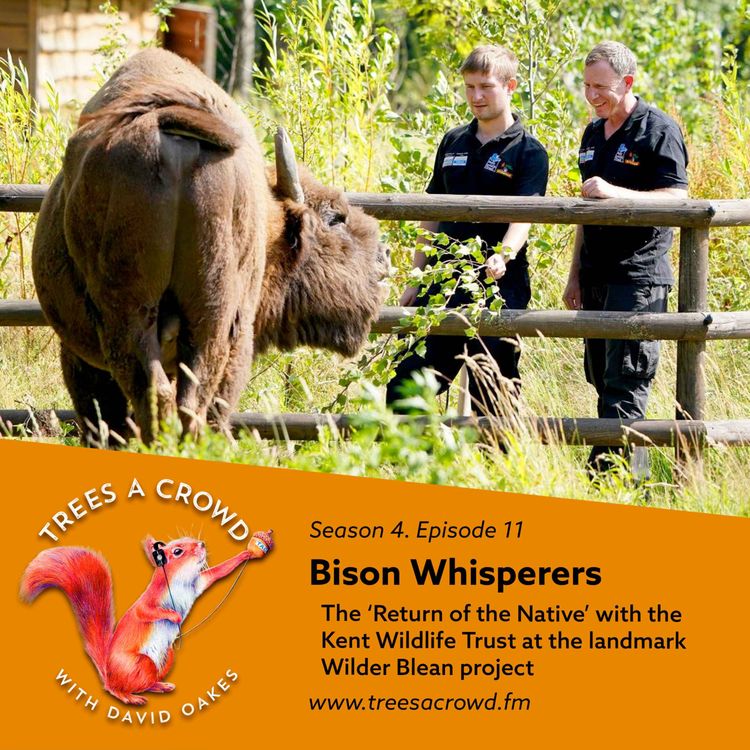 cover art for Bison Whisperers: The Return of the Native