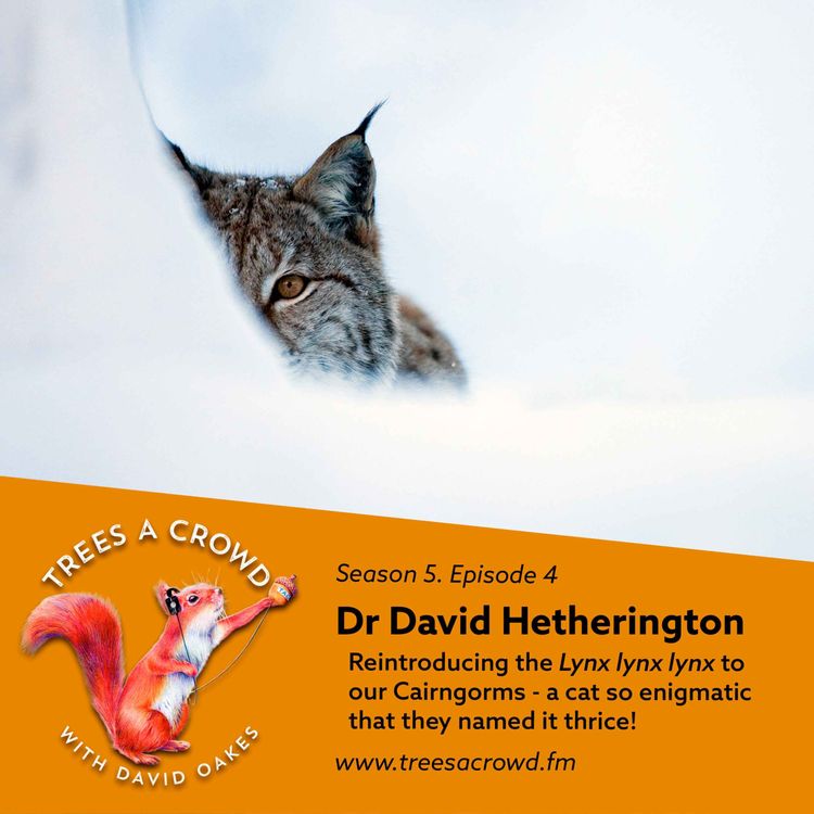 cover art for Dr David Hetherington: Reintroducing the Lynx lynx lynx to our Cairngorms (a cat so enigmatic that they named it thrice!)