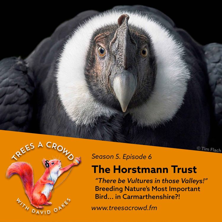 cover art for The Horstmann Trust: Vultures in the Valleys!