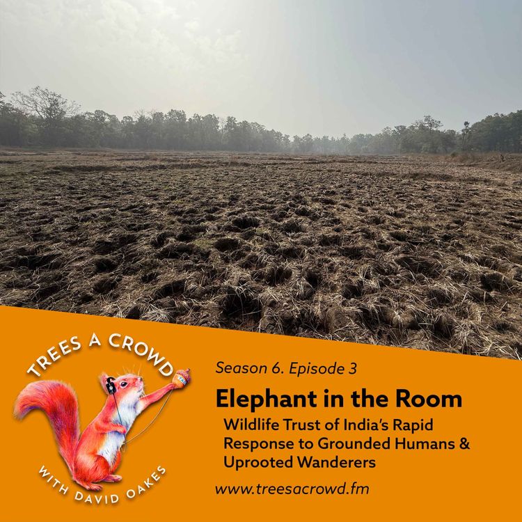 cover art for Elephant in the Room: Wildlife Trust of India’s Rapid Response to Grounded Humans & Uprooted Wanderers