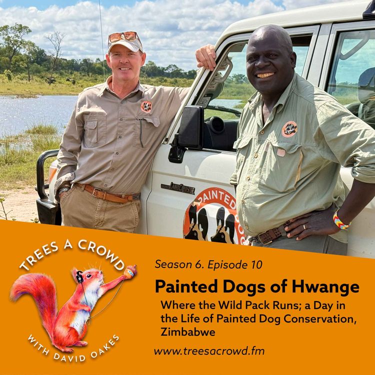 cover art for Painted Dogs of Hwange: Where the Wild Pack Runs
