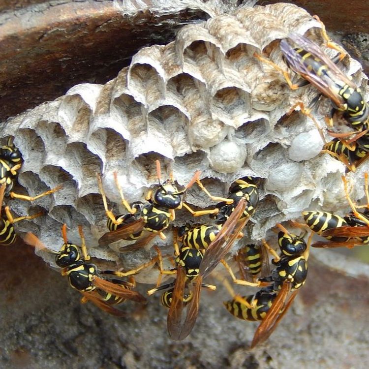 cover art for Avsnitt 24 (Den stackars prästen i Gårdsby)